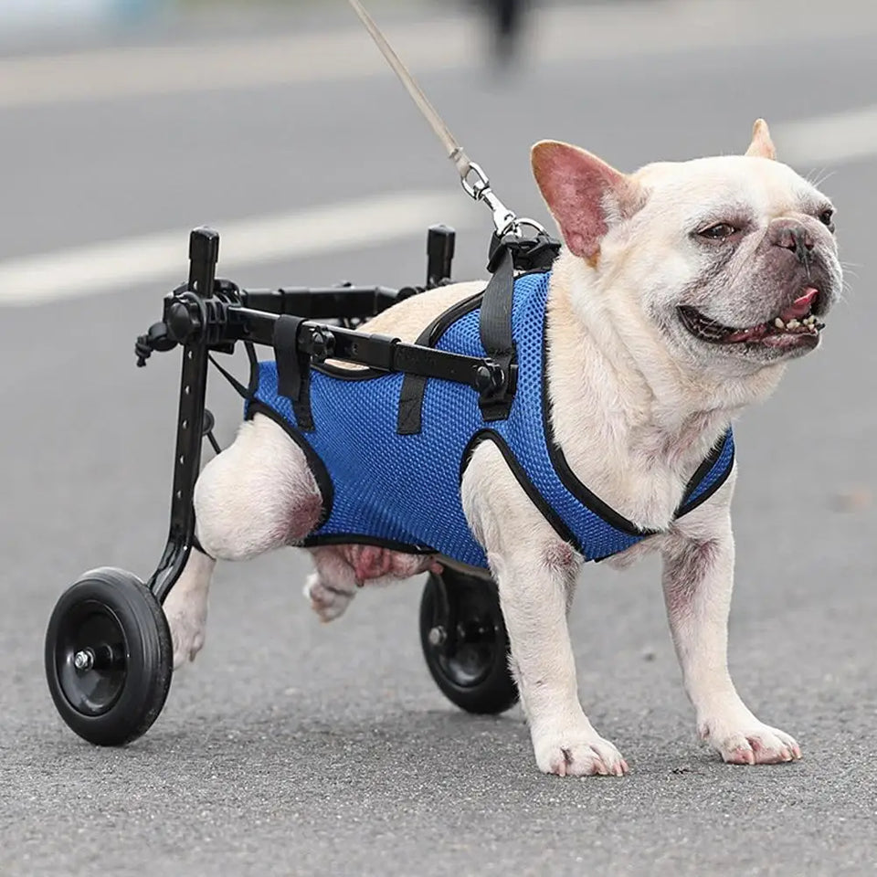 Silla de Ruedas para Perros Pequeños – Rehabilitación y Movilidad